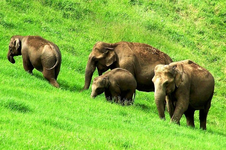 Munnar Day Tour: Tea Plantations, Top Station & Madupetty Dam photo 3