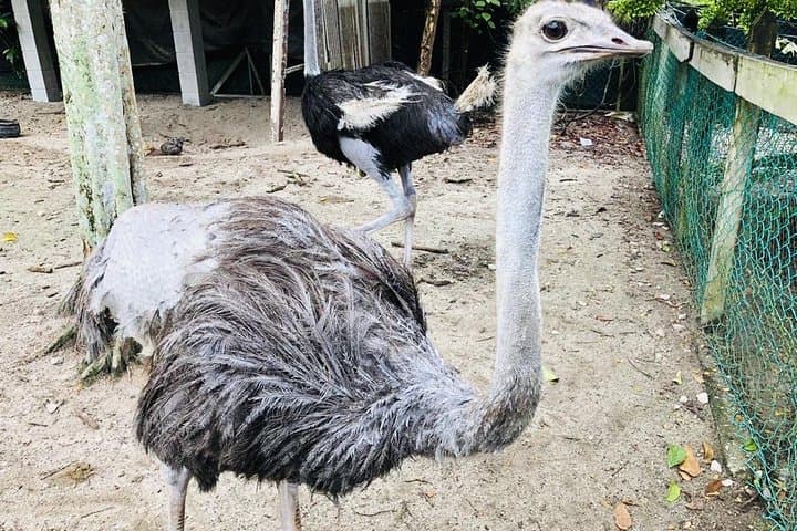 Johor Day Tour: Ostrich Farm, Tanjung Balau Low Tide & Kota Tinggi Fireflies photo 3