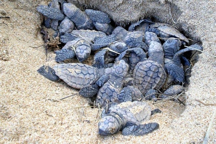 Galle Day Tour from Negombo: Galle Fort, Madu River & Turtle Hatchery photo 6