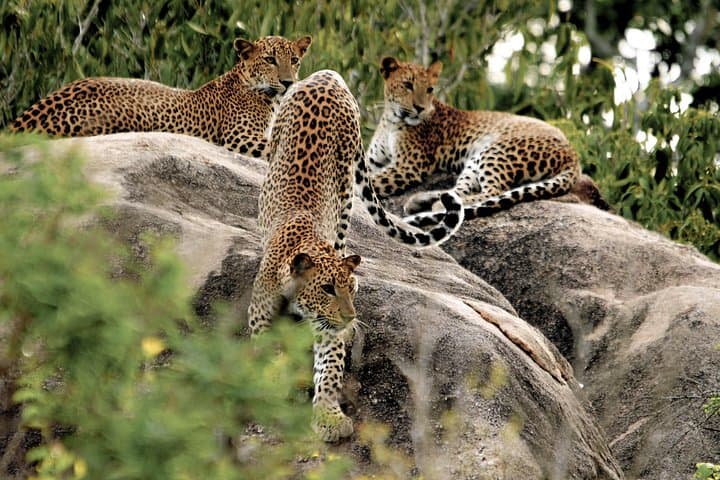 Temples and Wilderness: 2-Day Yala & Southern Temples Tour from Colombo photo 5
