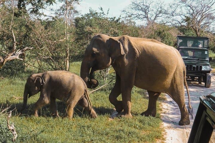 Temples and Wilderness: 2-Day Yala & Southern Temples Tour from Colombo photo 6