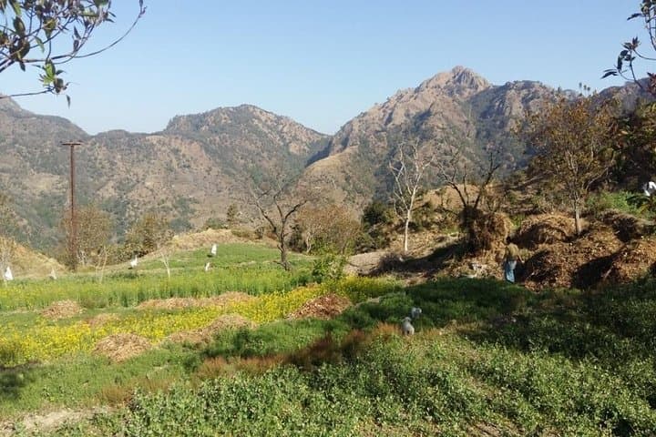 Ginger Valley Village Trek — Rishikesh Day Hike Through Himalayan Farmlands photo 2