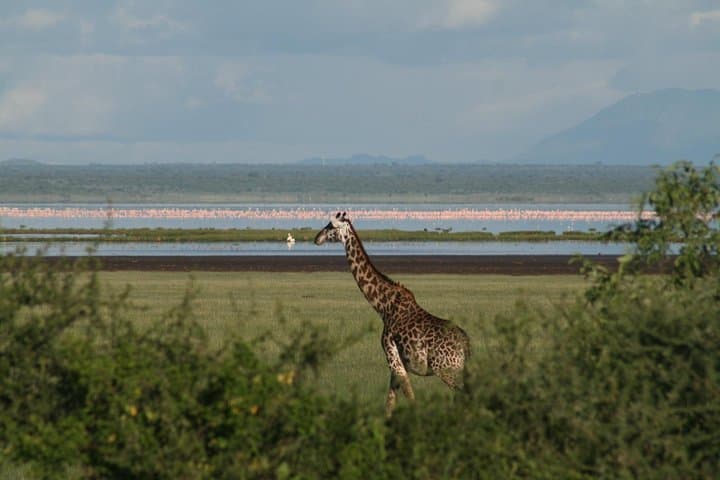 Lake Manyara Day Safari from Arusha: Rift Escarpment Game Drive & Tree-Climbing Lions photo 2