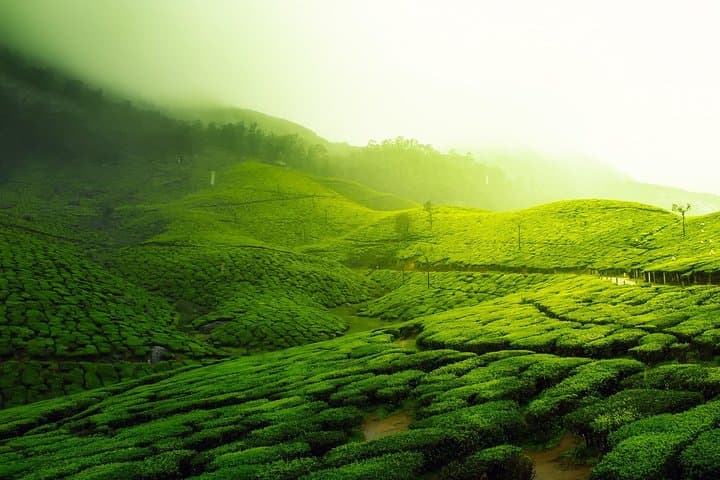 Amazing Kerala 7-Day Tour: Munnar, Periyar & Backwaters from Kochi photo 4