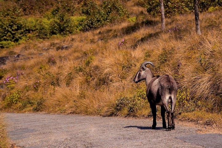 Amazing Kerala 7-Day Tour: Munnar, Periyar & Backwaters from Kochi photo 5