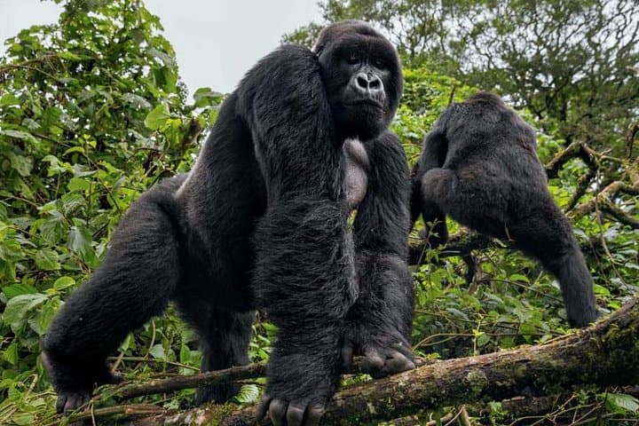 Gorilla Trekking & Lake Bunyonyi: 3-Day Wild Uganda Safari photo 6