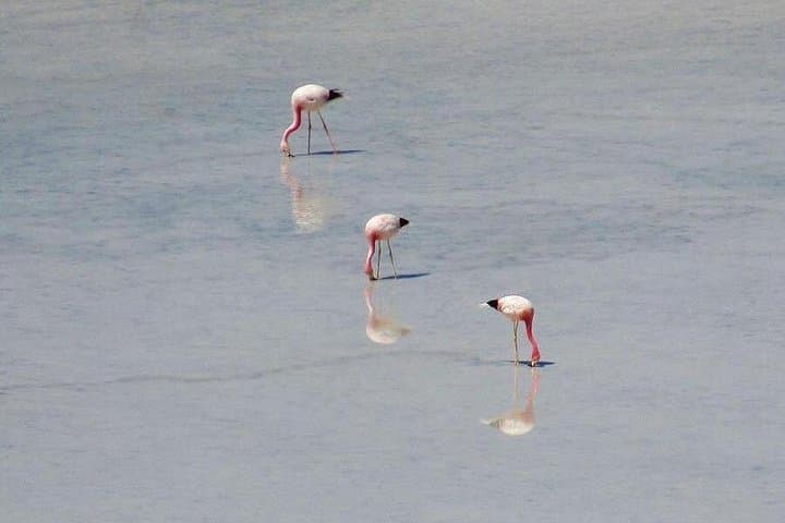 Laguna de Salinas Day Tour: Flamingos, Vicuñas & Andean Highlands photo 4