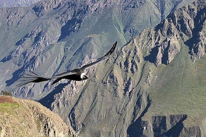 Colca Canyon 3-Day Trek: Cruz del Condor to Sangalle Oasis photo 4