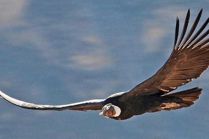 Colca Canyon Full-Day Private Tour from Arequipa — Cruz del Condor & Hot Springs photo 2