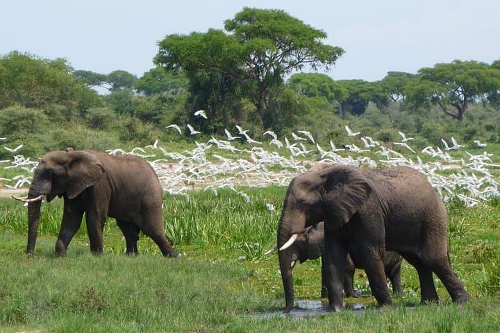 Murchison Falls: 3-Day Safari, Nile Cruise & Ziwa Rhino Trek photo 3