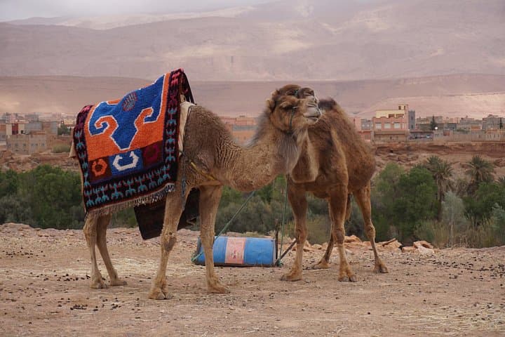 Fes to Marrakech: 3-Day Sahara Desert Tour via Merzouga & Ait Ben Haddou photo 4