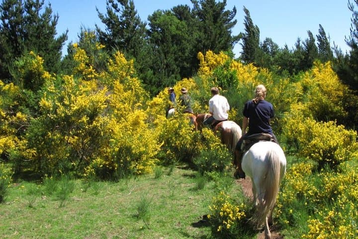 Pucon Horseback Trailride: Volcano Views Along the Liucura River photo 2