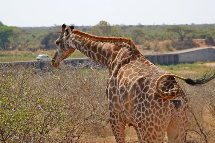 5-Day Kruger Park Classic Safari — Big Five Game Drives & Panorama Route photo 4