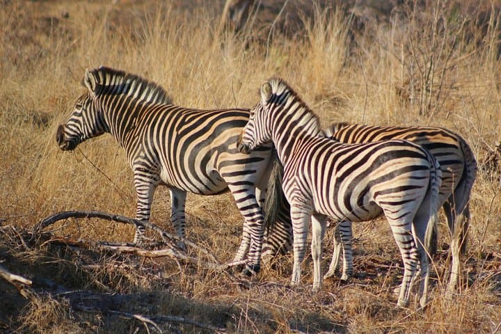 5-Day Kruger Park Budget Safari: Big Five, Panorama Route & Hazyview Base photo 2