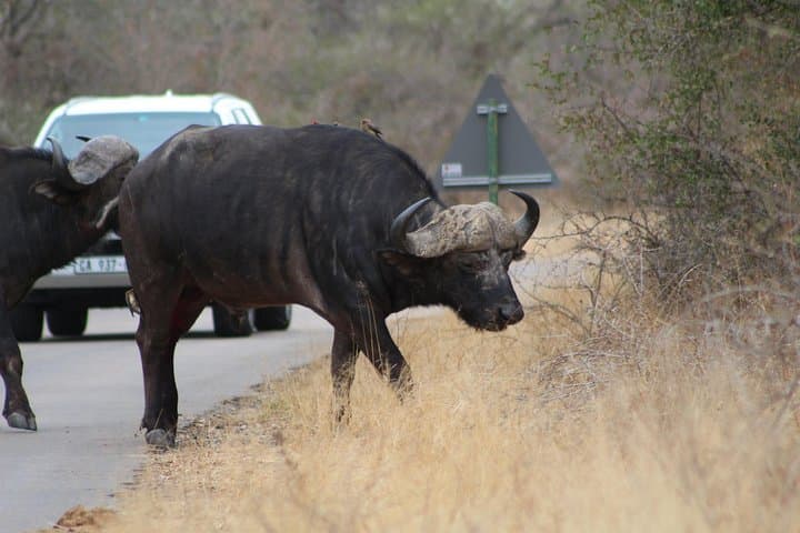 5-Day Kruger Park Budget Safari: Big Five, Panorama Route & Hazyview Base