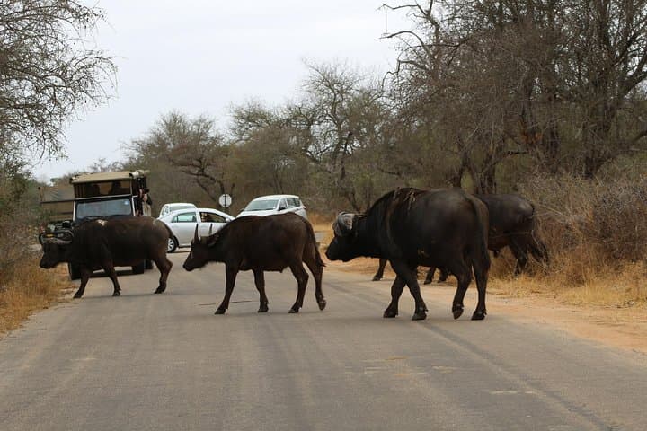 5-Day Kruger Park Classic Safari — Big Five Game Drives & Panorama Route photo 2