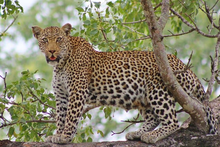 5-Day Kruger Park Classic Safari — Big Five Game Drives & Panorama Route photo 3