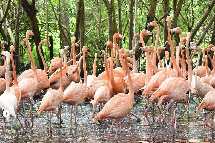 Private Aviary Tour in Cartagena: Up Close with Colombia’s Bird Diversity photo 2