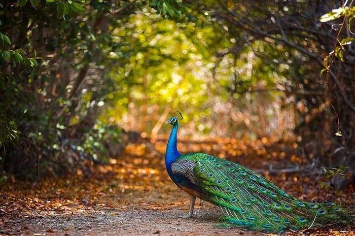 Private Aviary Tour in Cartagena: Up Close with Colombia’s Bird Diversity photo 3