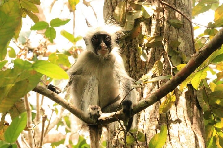 Jozani Forest and Butterfly Center Tour — Red Colobus, Mangroves & Zanzibar Wildlife
