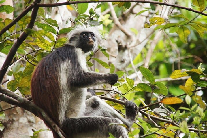 Half-Day Jozani Chwaka Bay Forest Tour — See Zanzibar Red Colobus & Mangroves photo 3