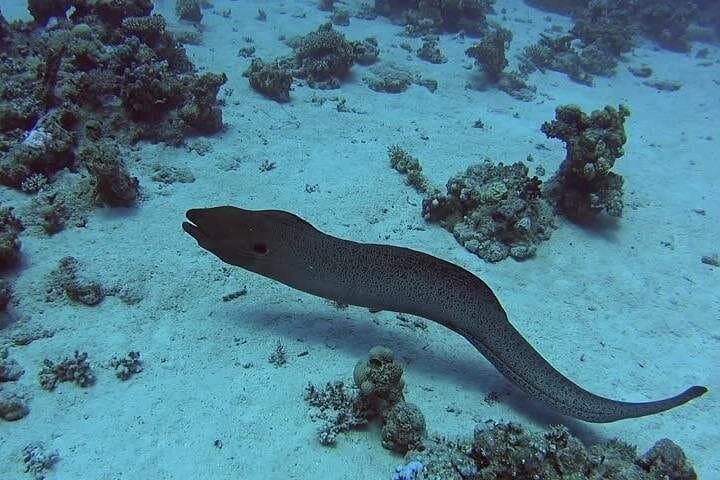 Snorkel the Belize Barrier Reef: Green Morays & Sting Ray Alley Adventure photo 2
