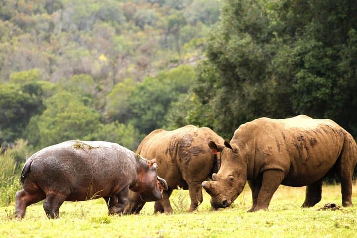 Aquila Private Game Reserve: Full-Day Big Five Safari from Cape Town photo 5