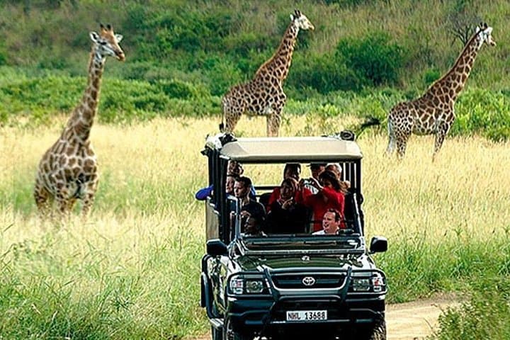 Aquila Private Game Reserve: Full-Day Big Five Safari from Cape Town