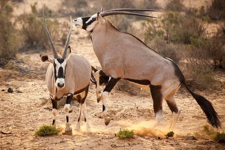 Cape Town to Inverdoorn Overnight Safari: Big Five Lodge Experience photo 2