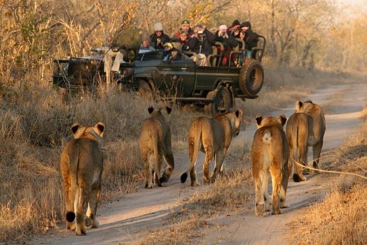 Aquila Private Game Reserve: Full-Day Big Five Safari from Cape Town photo 2
