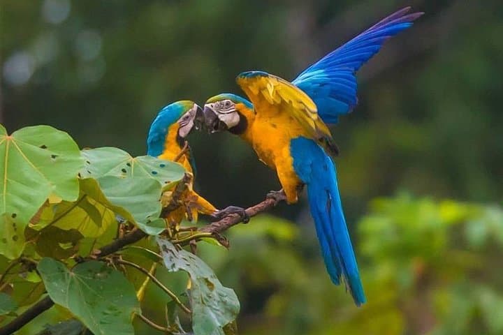 Chuncho Clay Lick & Sandoval Lake: 2-Day Amazon Wildlife and Canoe Experience