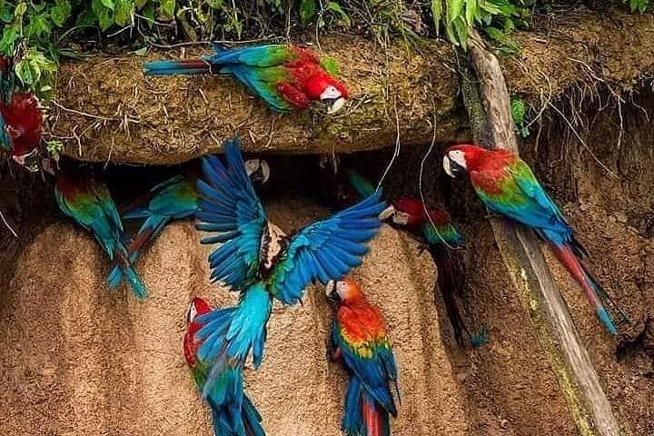 Chuncho Clay Lick & Sandoval Lake: 2-Day Amazon Wildlife and Canoe Experience photo 2