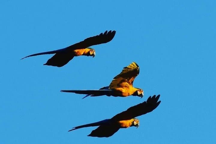 Chuncho Clay Lick & Sandoval Lake: 2-Day Amazon Wildlife and Canoe Experience photo 3