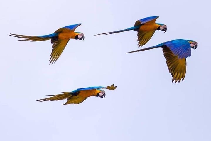 Chuncho Clay Lick & Sandoval Lake: 2-Day Amazon Wildlife and Canoe Experience photo 4