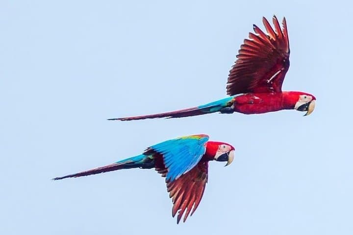 Chuncho Clay Lick & Sandoval Lake: 2-Day Amazon Wildlife and Canoe Experience photo 5