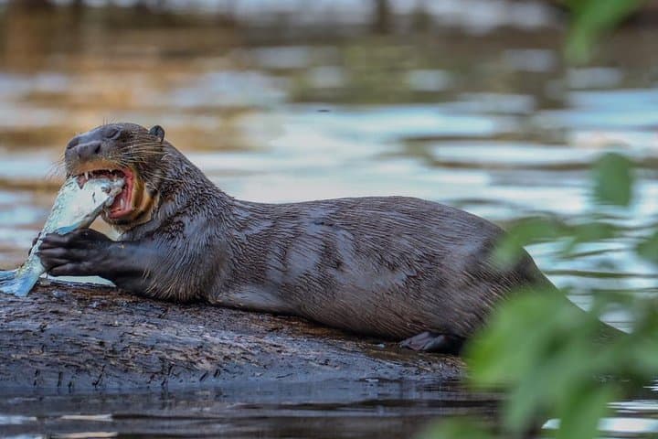 Lake Sandoval Wildlife Hike and Canoe Trip from Puerto Maldonado photo 2