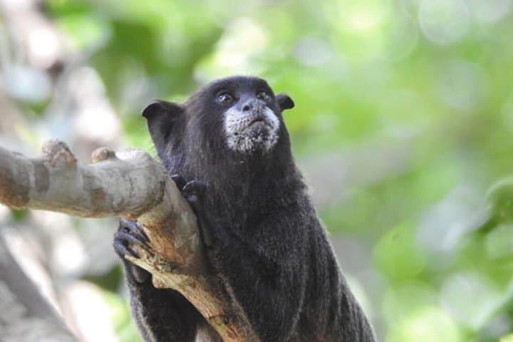 4-Day Cuyabeno Jungle Lodge: Tucan Lodge Wildlife & Community Experience photo 2