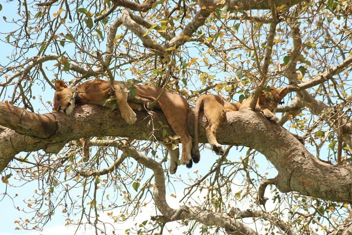 4-Day Gorillas, Chimpanzee Trek & Wildlife Safari from Kampala to Kigali