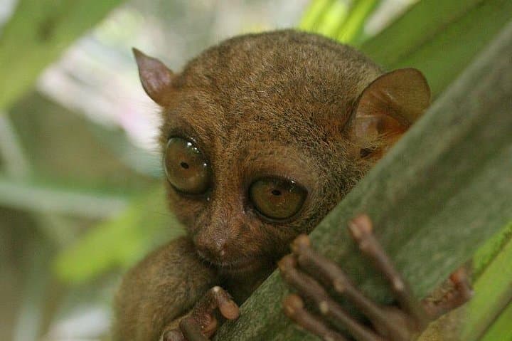 Bohol Chocolate Hills & Tarsier Private Day Tour with Loboc River Cruise photo 2