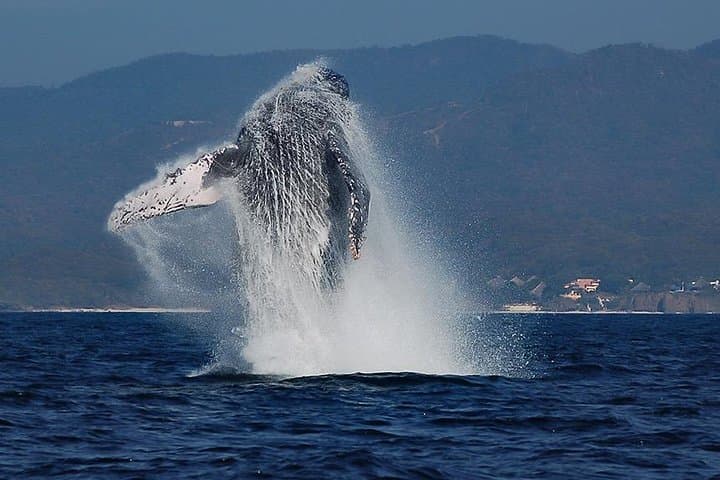 Whale and Dolphin Watching in Puerto Vallarta with Biologists