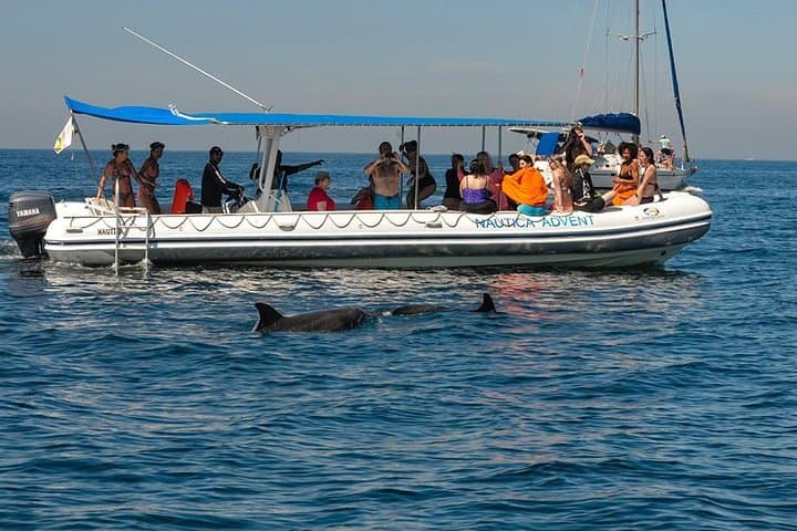 Whale and Dolphin Watching in Puerto Vallarta with Biologists photo 2