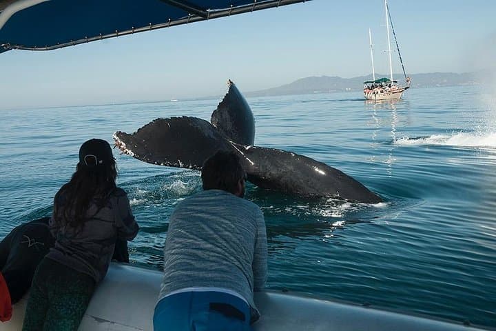 Whale and Dolphin Watching in Puerto Vallarta with Biologists photo 3