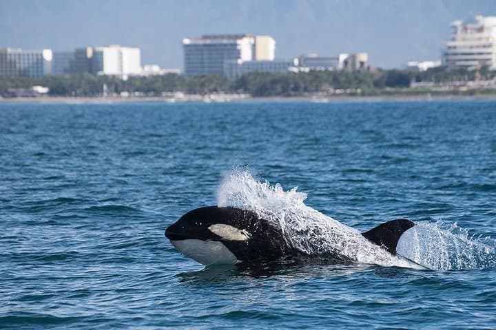 Whale and Dolphin Watching in Puerto Vallarta with Biologists photo 4