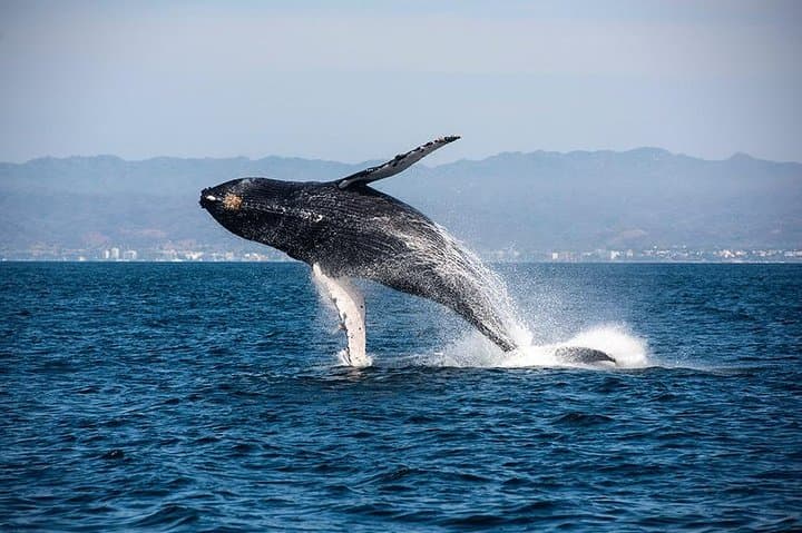 Whale and Dolphin Watching in Puerto Vallarta with Biologists photo 5