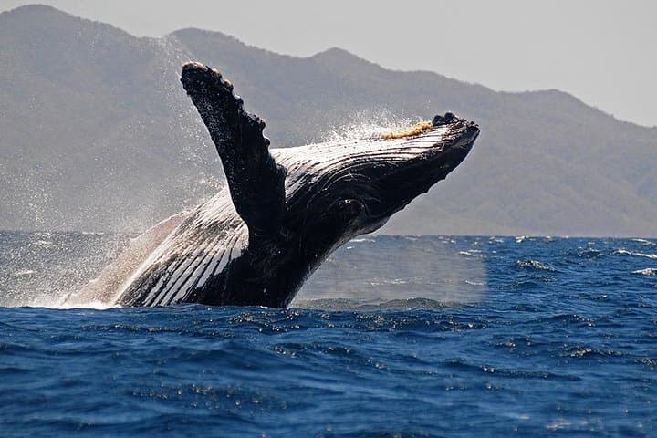 Whale and Dolphin Watching in Puerto Vallarta with Biologists photo 6