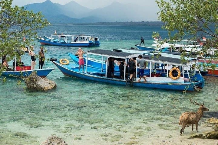 Snorkeling Menjangan Island: West Bali National Park Day Trip from Pemuteran photo 3