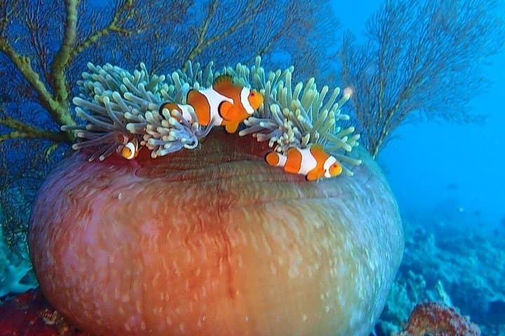 Snorkeling Menjangan Island: West Bali National Park Day Trip from Pemuteran photo 4