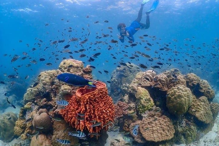 Nemo Island Snorkeling Adventure from Pattaya with Drone Photos & Lunch photo 2