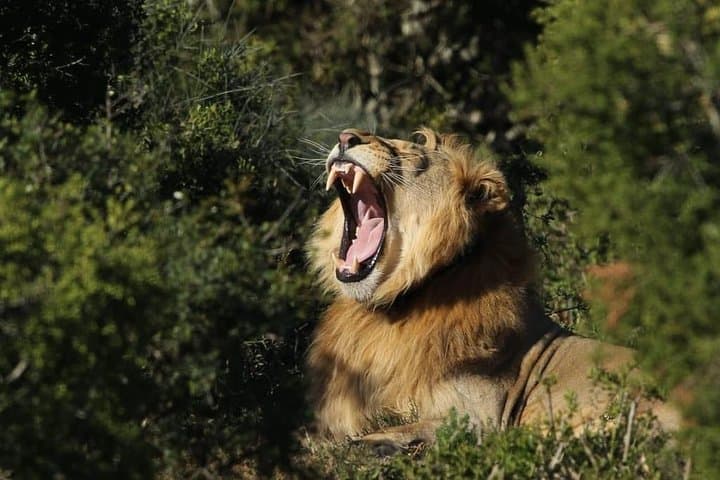 Addo Elephant National Park Full-Day Safari: See South Africa's Big 7 (Incl. Transport & Lunch) photo 3