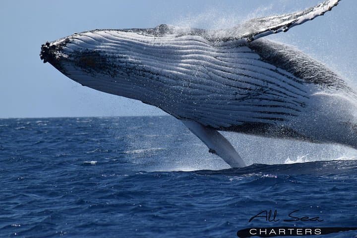 Busselton Whale Watching Cruise — Humpbacks & Blue Whales in Geographe Bay photo 3